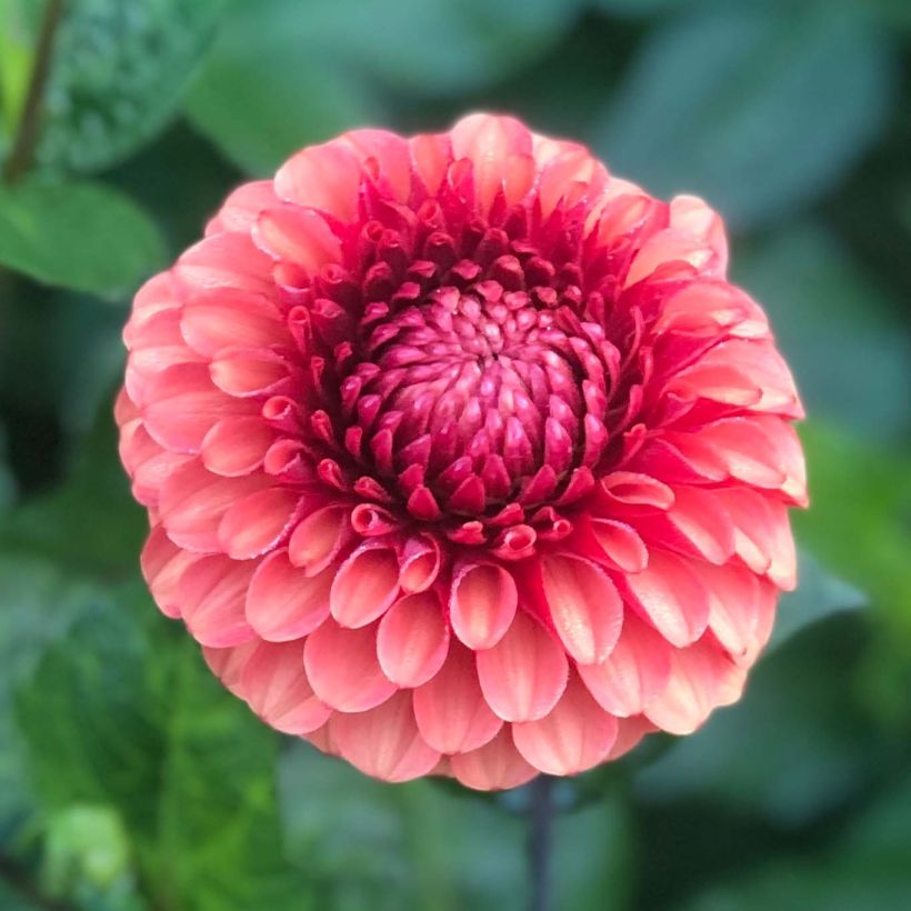 Dahlia Brown Sugar (Flowering)