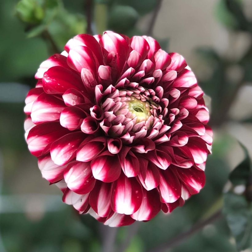 Dahlia Cum Laude (Flowering)