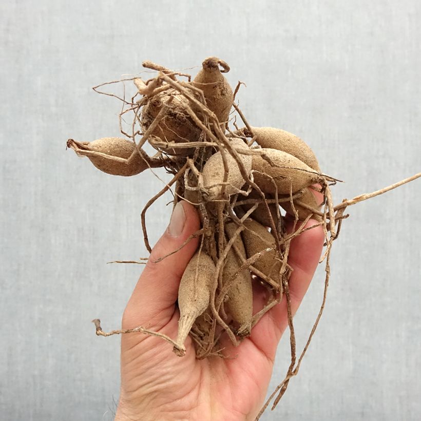 Dahlia Dark Spirit Bulb size I sample as delivered in spring