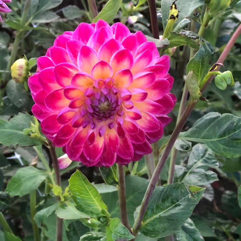 Dahlia Hapet Daydream (Flowering)