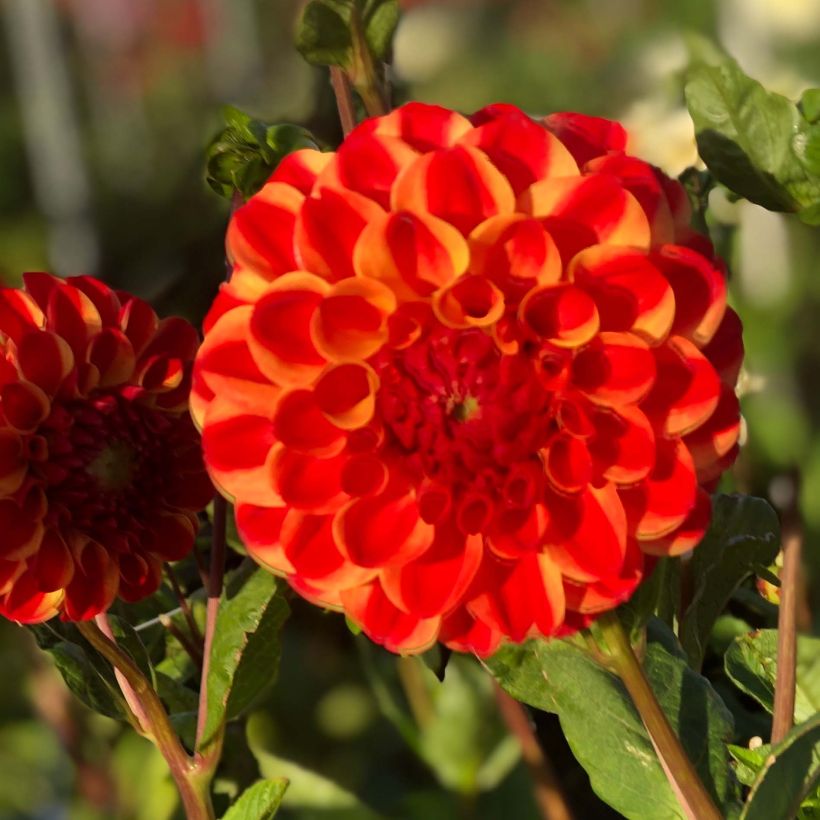 Dahlia Jescot Lingold (Flowering)