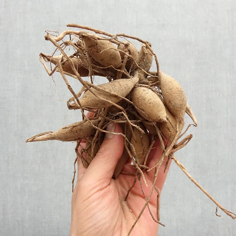 Dahlia Jowey Provence Bulb size I sample as delivered in spring