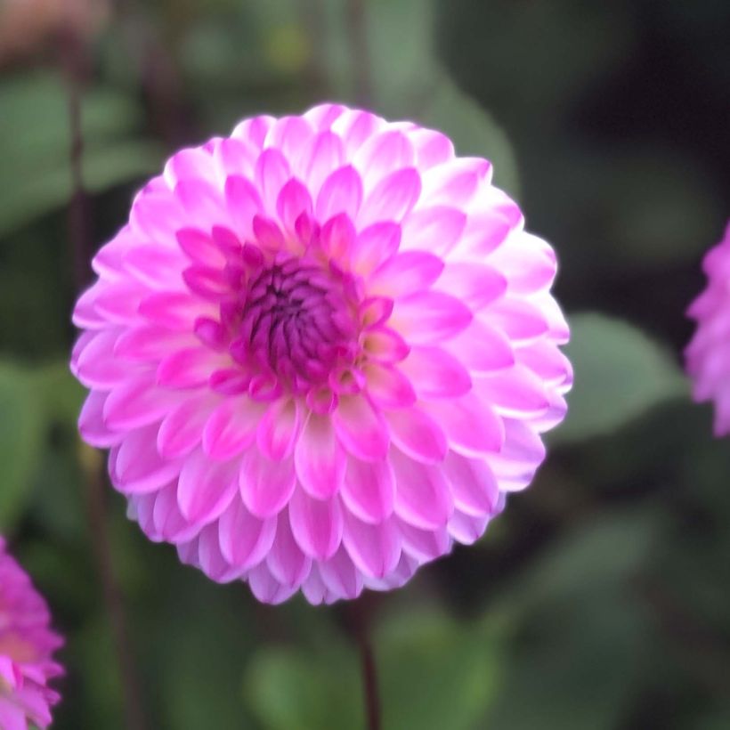 Dahlia Martina (Flowering)