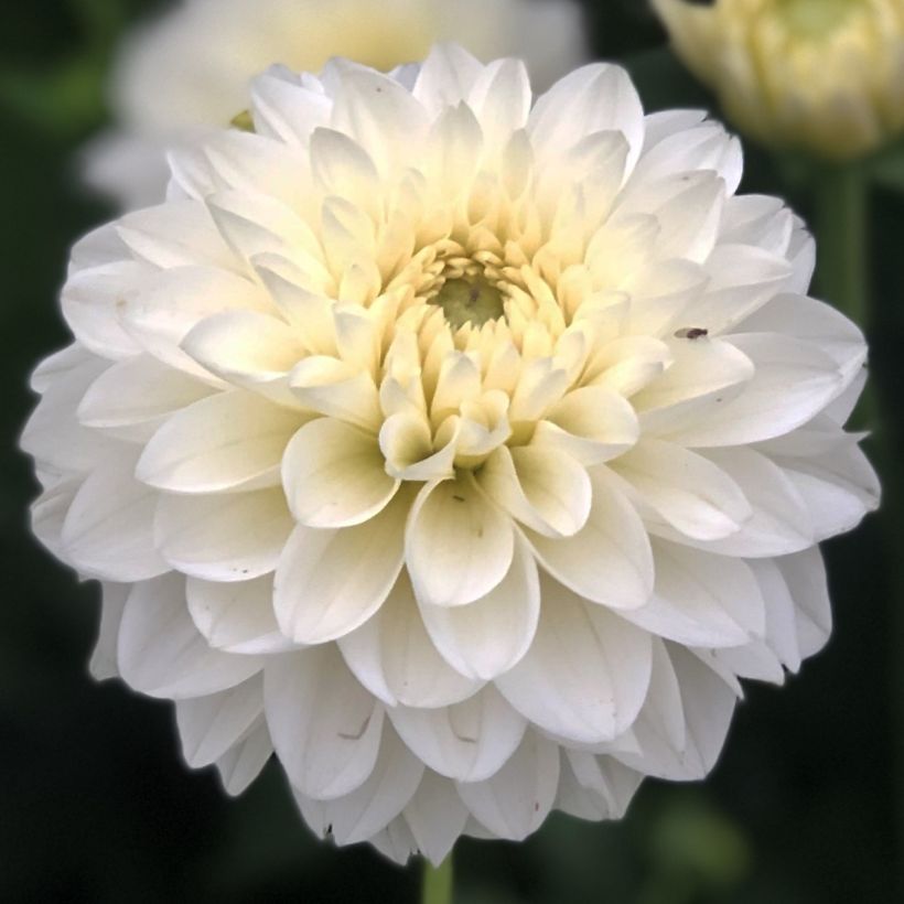 Dahlia Polar Ice (Flowering)