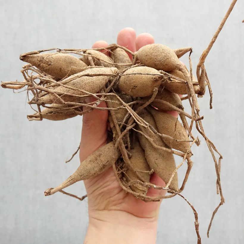 Dahlia Polventum Supreme Bulb size I sample as delivered in spring