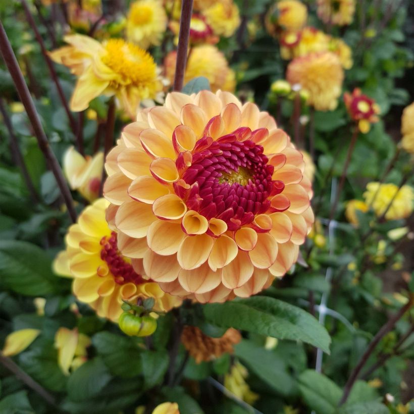 Dahlia Summer Haze (Flowering)