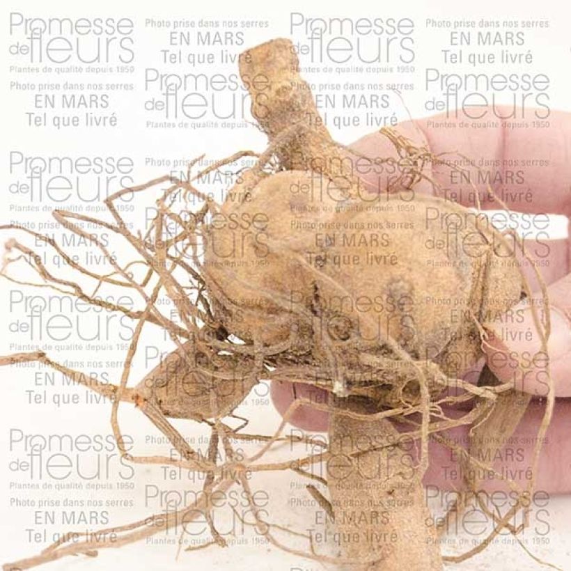Example of Dahlia Berner Oberland Bulb size I specimen as delivered