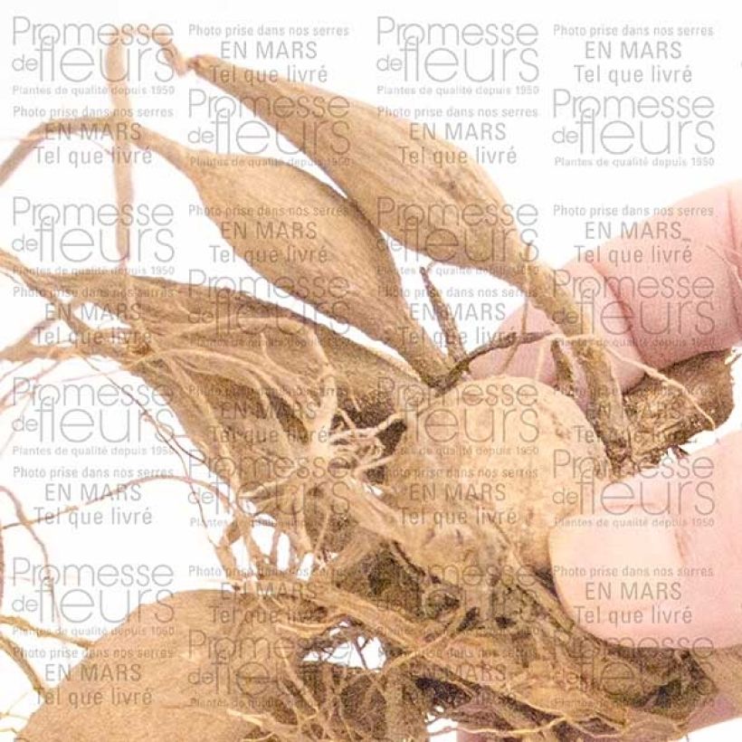 Example of Dahlia Organza Bulb specimen as delivered