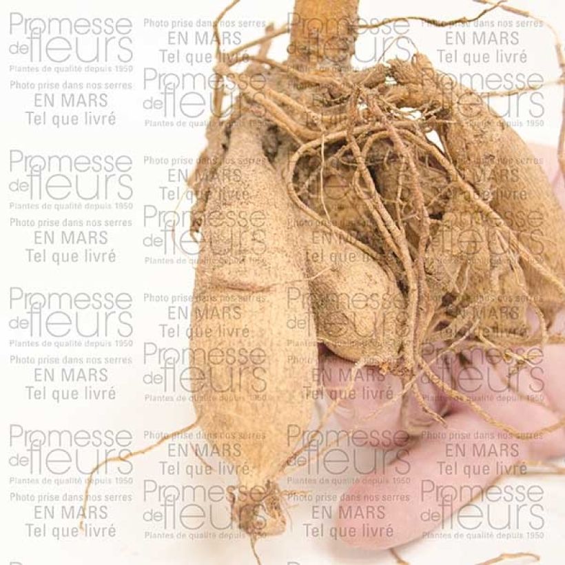 Example of Dahlia Chat Noir Bulb size I specimen as delivered