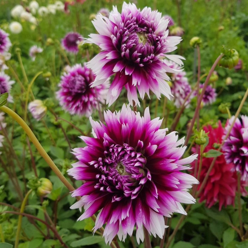 Dahlia Clair Obscur (Flowering)