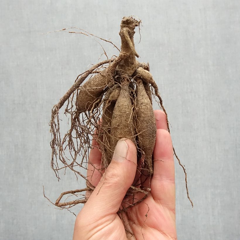 Dahlia Karma Sangria Bulb size I sample as delivered in spring