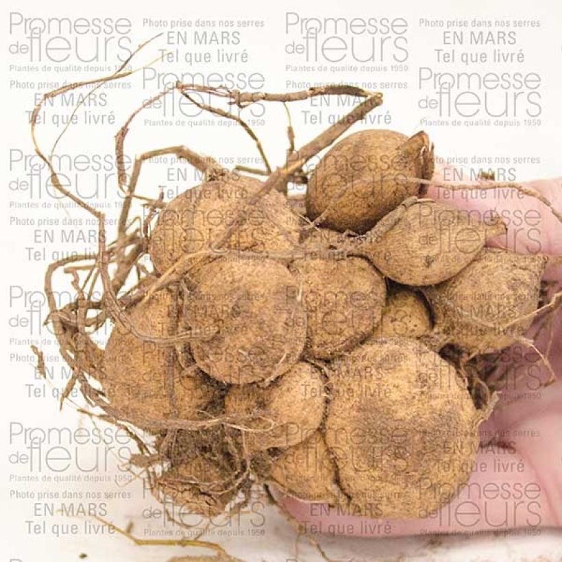 Example of Dahlia Park Princess Bulb size I specimen as delivered