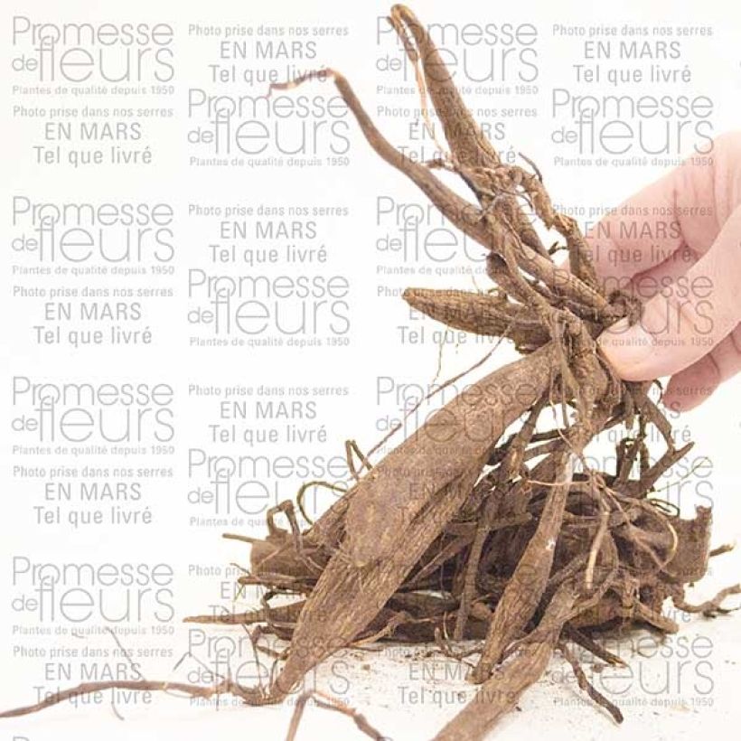 Example of Dahlia Red Majorette Bulb specimen as delivered