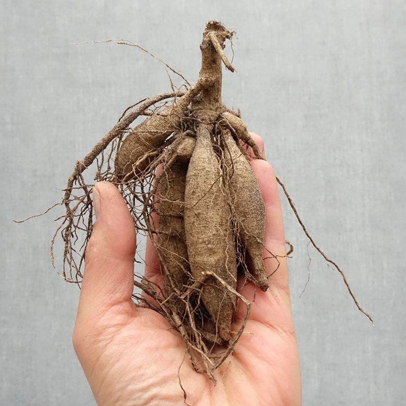 Dahlia Sugar Diamond Bulb size I sample as delivered in spring
