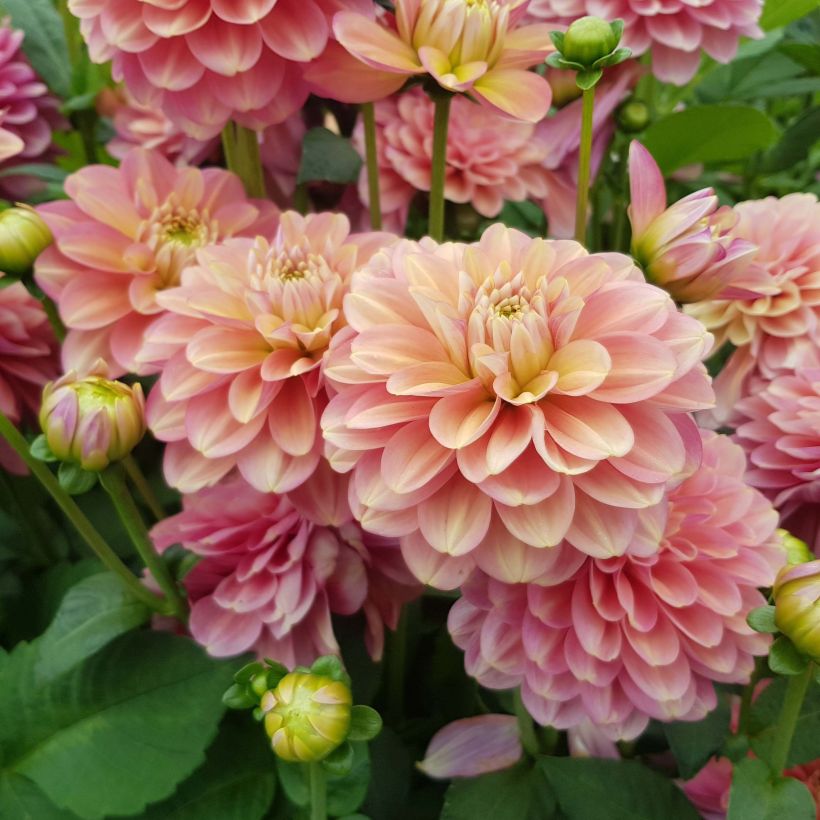 Dahlia Milena Fleur (Flowering)