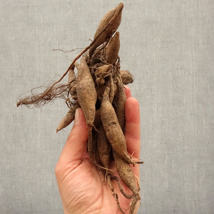 Dahlia Onesta Bulb size I sample as delivered in spring