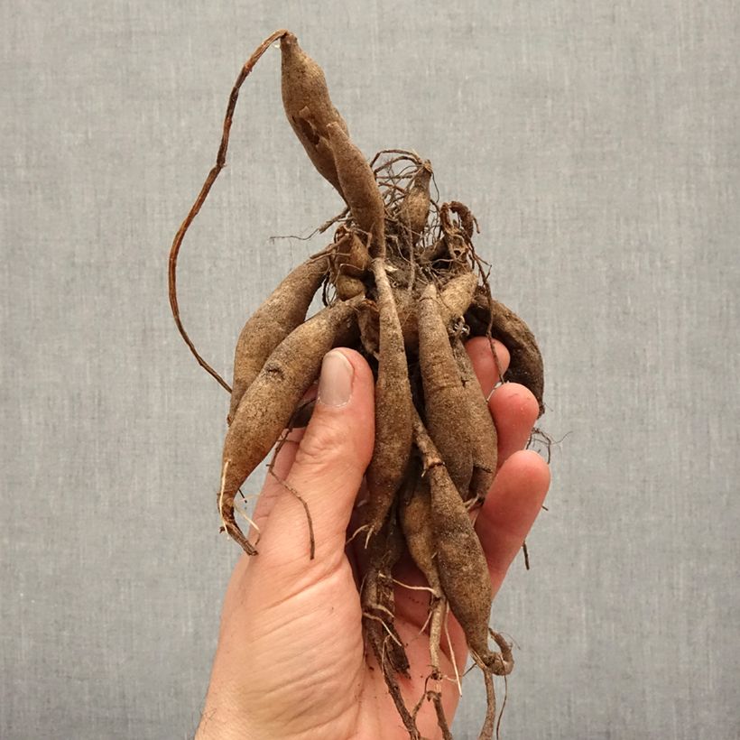 Dahlia Peace Pact Bulb size I sample as delivered in spring