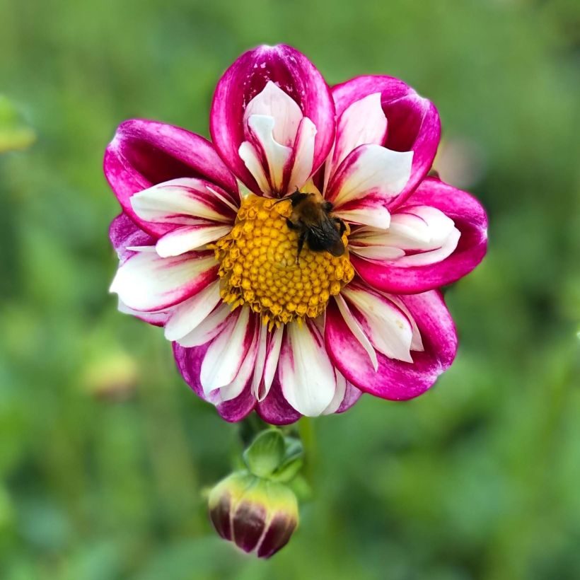 Dahlia Bumble Rumble (Flowering)