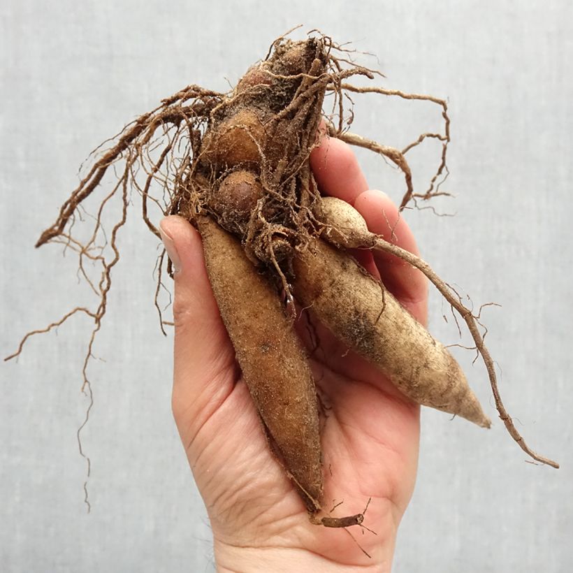Dahlia Hartenaas Bulb size I sample as delivered in spring