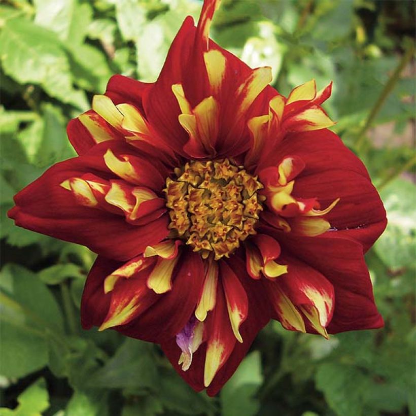 Dahlia Impression Festivo (Flowering)