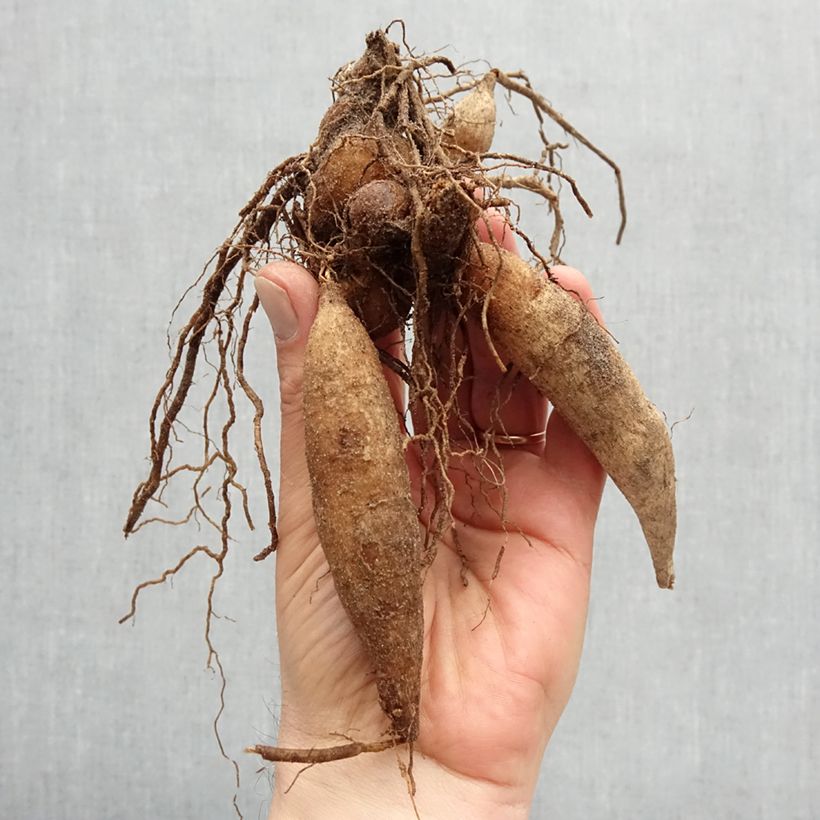 Dahlia Impression Festivo Bulb size I sample as delivered in spring