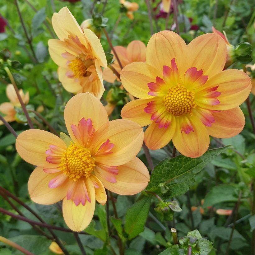 Dahlia Kelsey Annie Joy (Flowering)