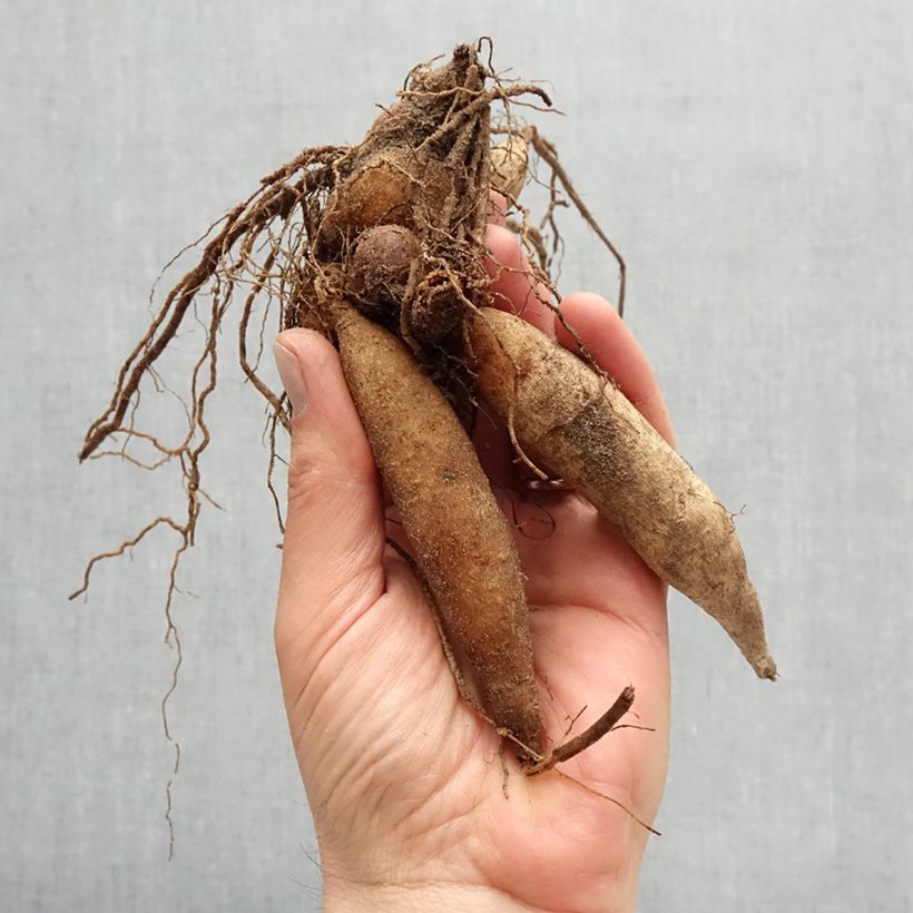 Dahlia 'Pooh' Bulb size I sample as delivered in spring