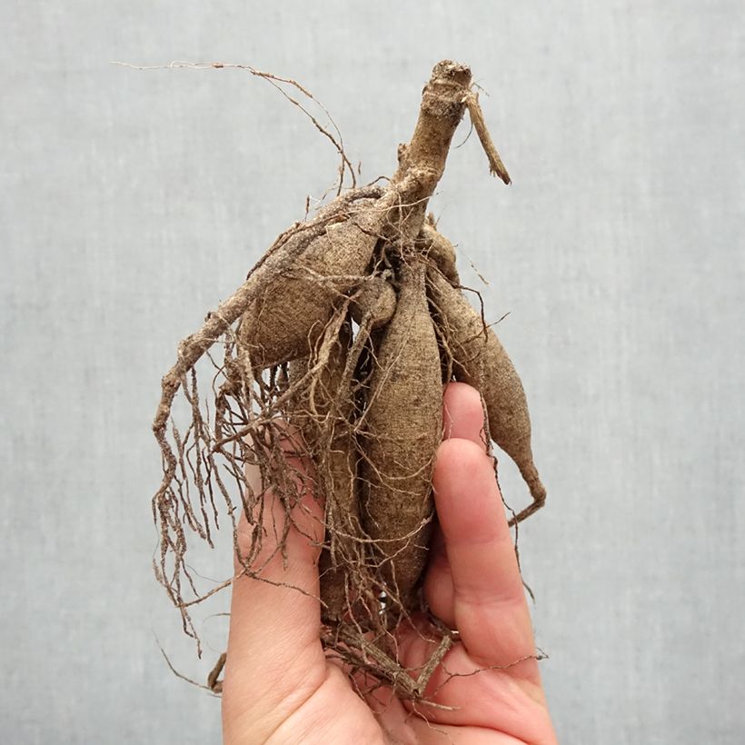 Dahlia Cayenne Bulb size I sample as delivered in spring