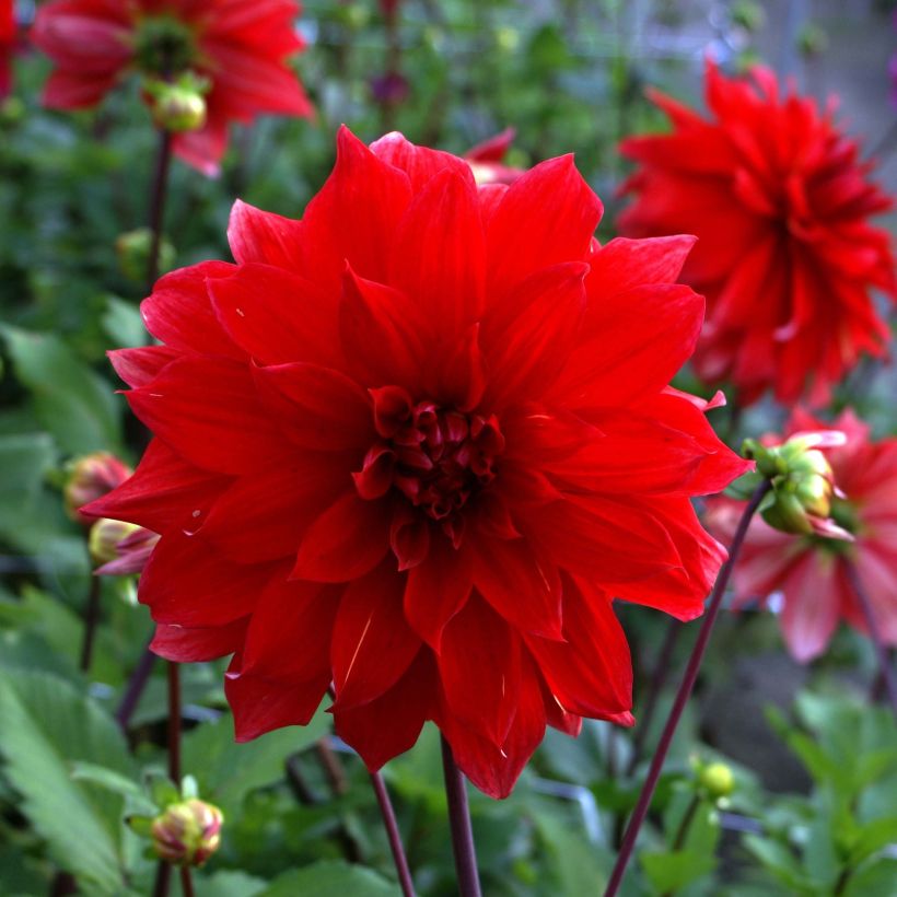 Dahlia Babylon Red (Flowering)