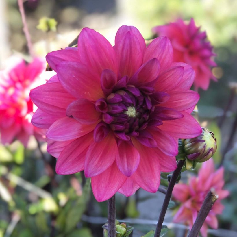 Dahlia Féline Yvonne (Flowering)