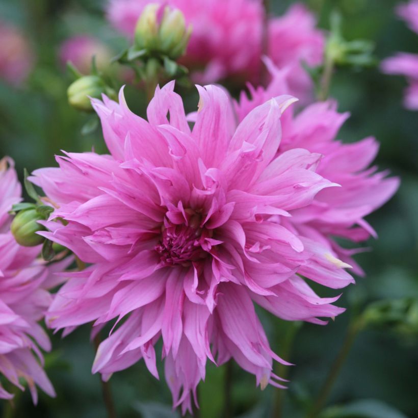 Dahlia Frizzle Sizzle (Flowering)