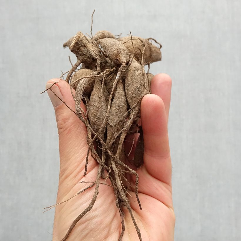 Dahlia Hemisphere Bulb size I sample as delivered in spring