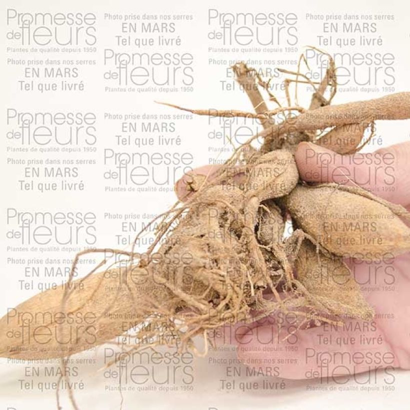 Example of Dahlia Hulins Carnival Bulb specimen as delivered