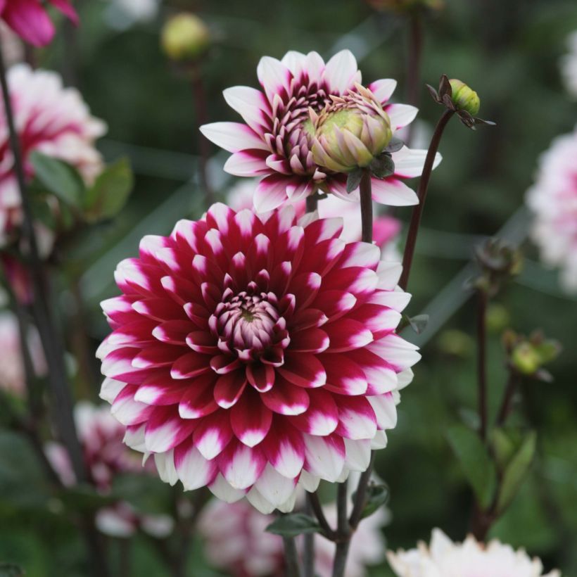 Dahlia Karma Yin Yang (Flowering)