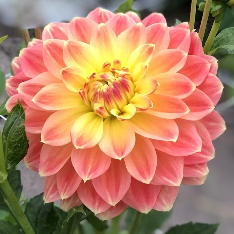 Dahlia October Sky (Flowering)