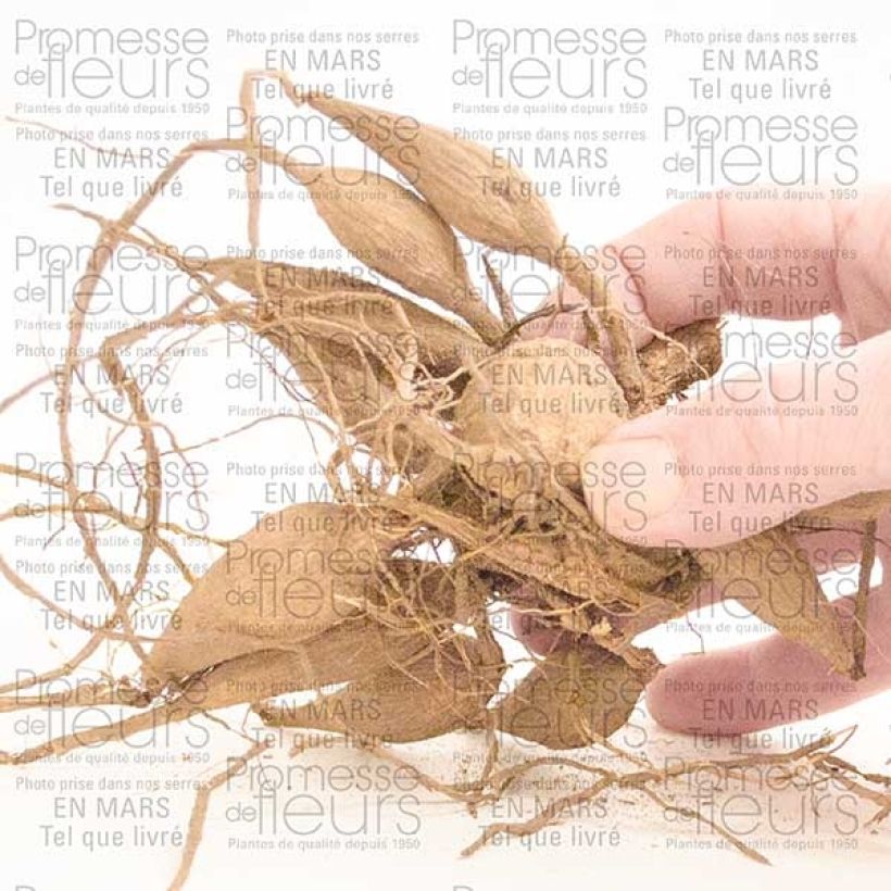 Example of Dahlia Prince Vaillant Bulb size I specimen as delivered