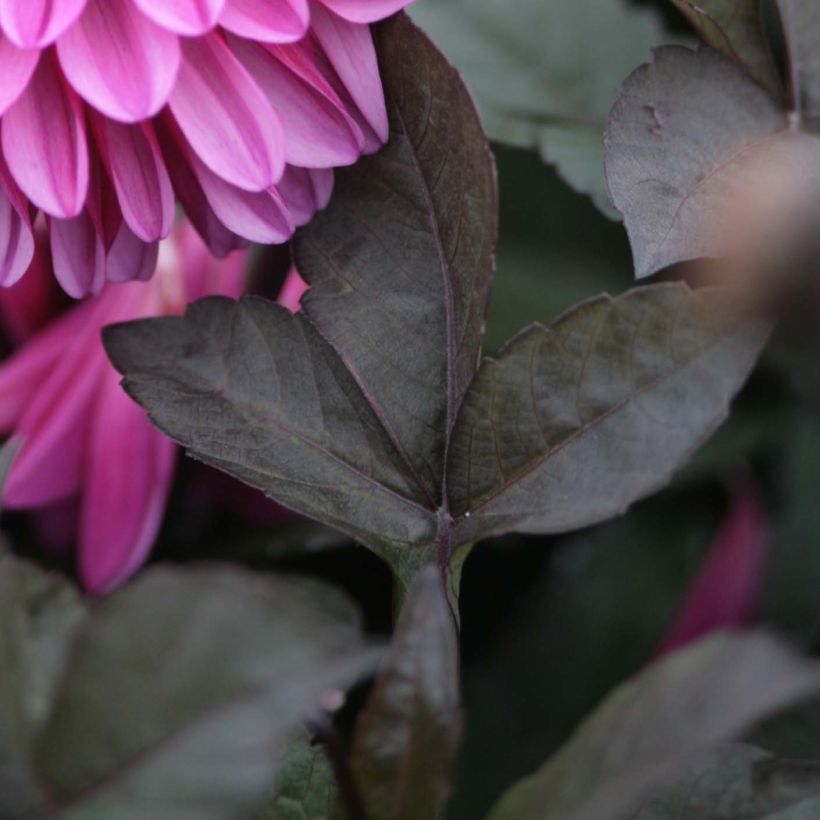 Dahlia Profundo (Foliage)