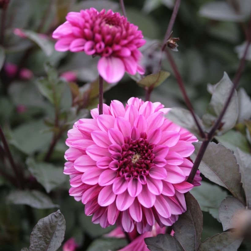 Dahlia Profundo (Flowering)