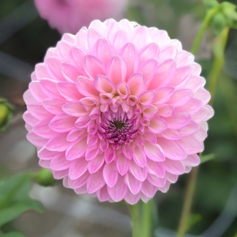 Dahlia Sefton Silvertop (Flowering)