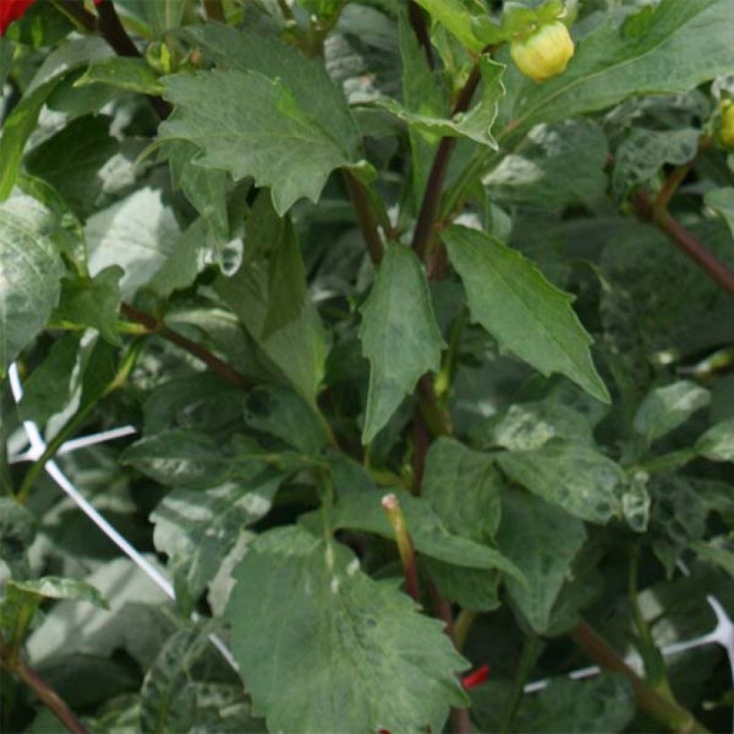 Dahlia Barbarossa (Foliage)