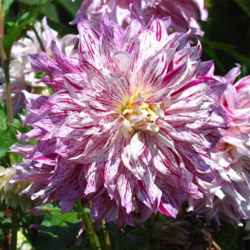 Dahlia Bristol Stripe (Flowering)
