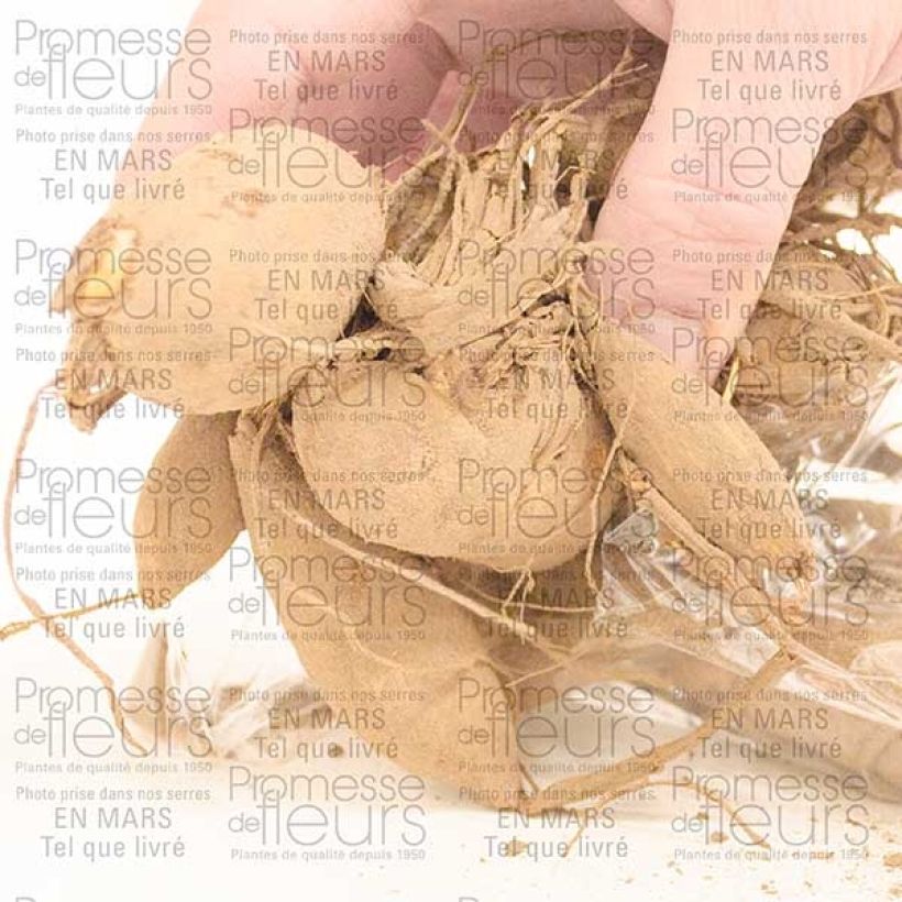 Example of Dahlia Café au Lait Bulb size I specimen as delivered