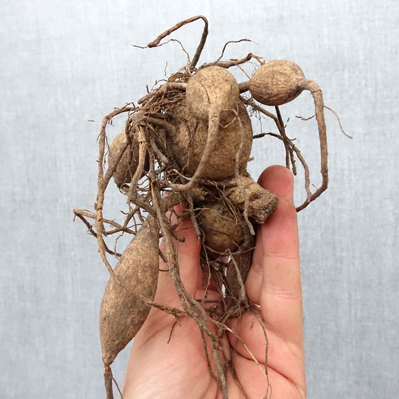 Dahlia Café au Lait Rosé Bulb size I sample as delivered in spring