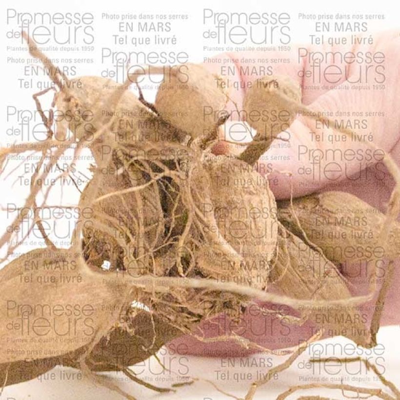 Example of Dahlia Emory Paul Bulb size I specimen as delivered