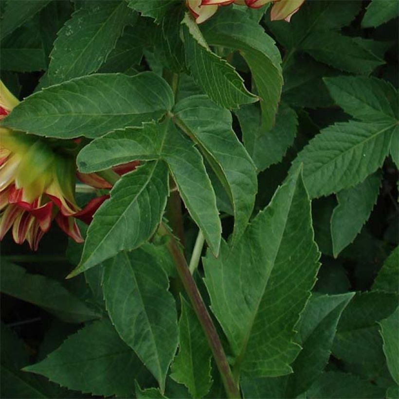 Dahlia Lady Darlene (Foliage)