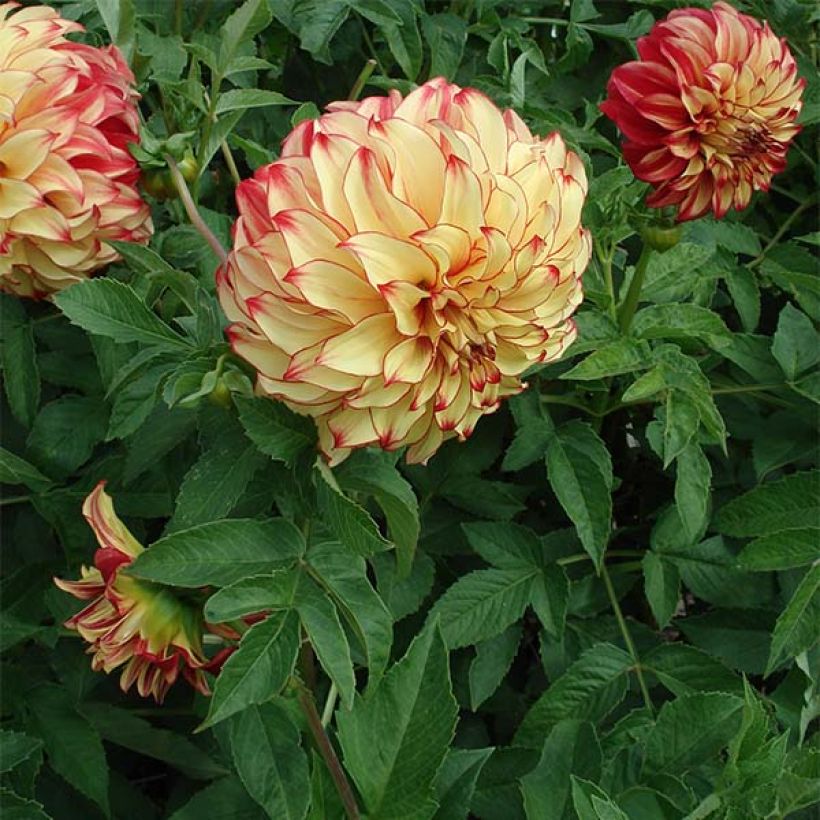 Dahlia Lady Darlene (Plant habit)