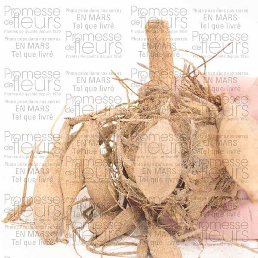 Example of Dahlia Lady Liberty Bulb size I specimen as delivered