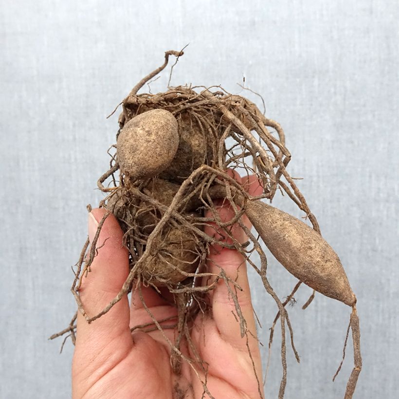 Dahlia Myrtle's Folly Bulb size I sample as delivered in spring