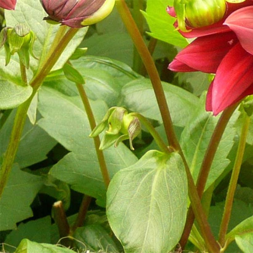 Dahlia Sam Hopkins (Foliage)