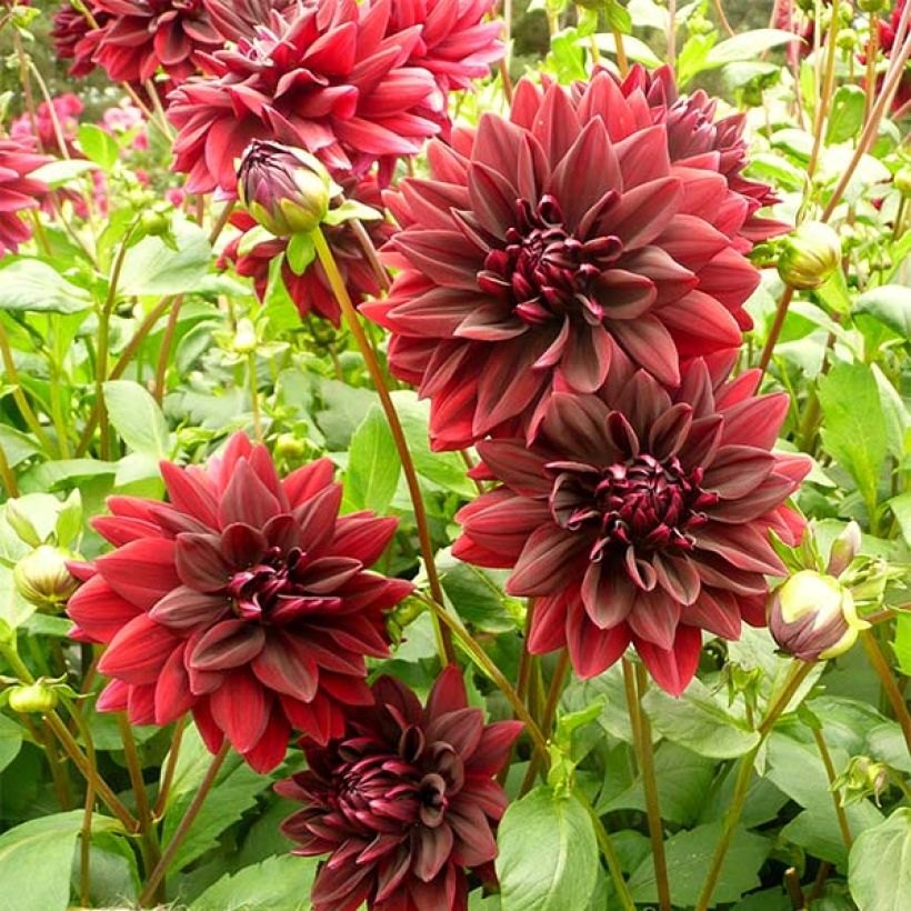 Dahlia Sam Hopkins (Flowering)